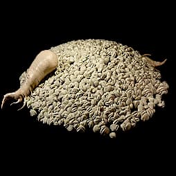 Redjade Ginseng Seed