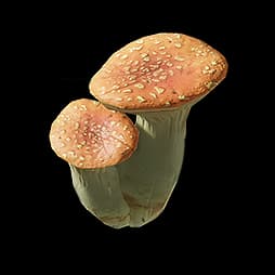 Pink Bolete