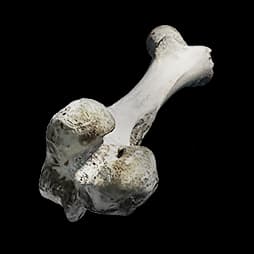 Hollow Bone