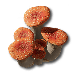 Ruby Bolete