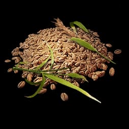Amber Rice Seed